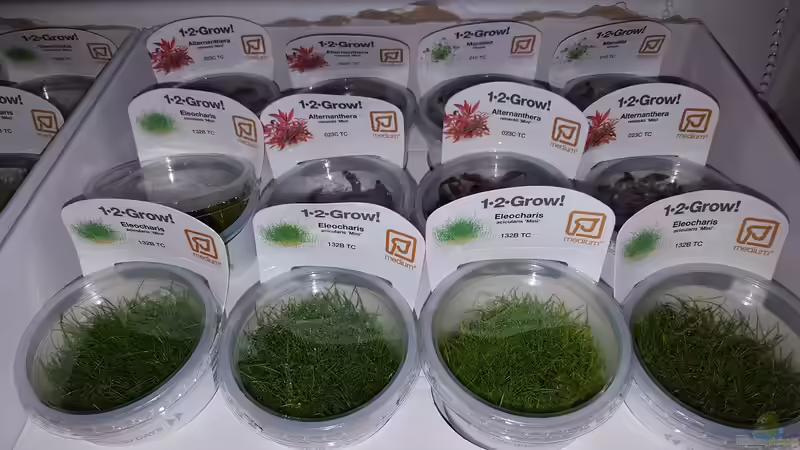 Pflanzen im Aquarium Naturaquarium Aquascape von Sven Oelze (17)