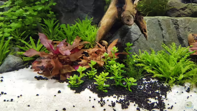 Pflanzen im Aquarium Naturaquarium Aquascape von Sven Oelze (21)