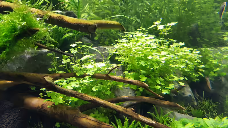 Pflanzen im Aquarium Naturaquarium Aquascape von Sven Oelze (23)