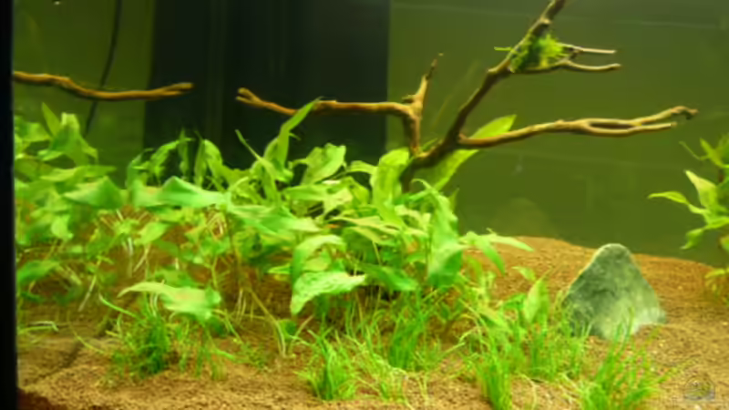 Pflanzen im Aquarium Naturaquarium von gcs (12)