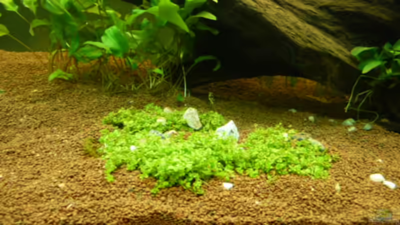 Pflanzen im Aquarium Naturaquarium von gcs (13)