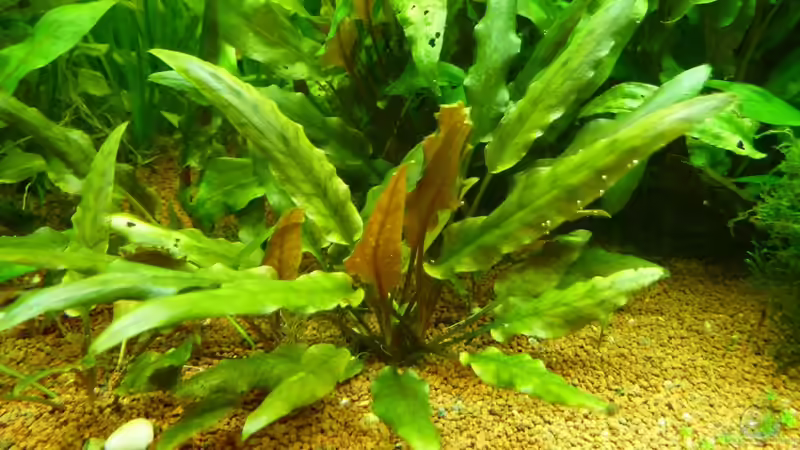 Pflanzen im Aquarium Naturaquarium von gcs (14)
