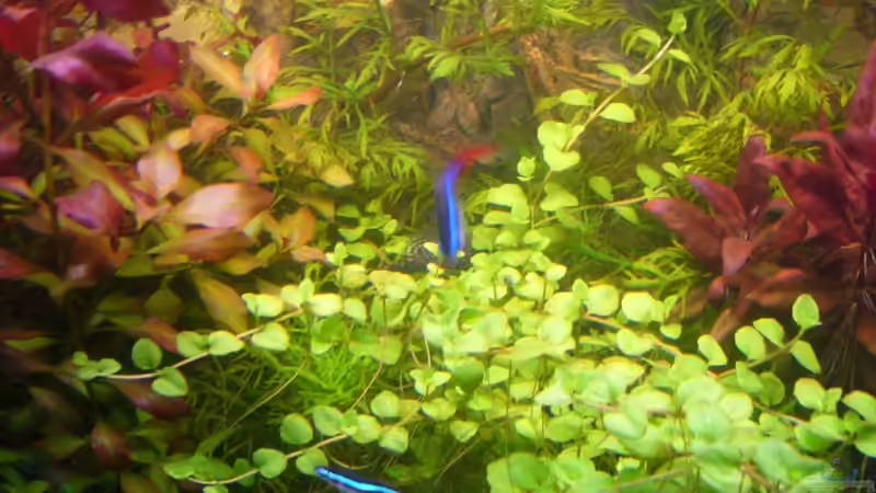 Pflanzen im Aquarium Naturaquarium von Nico (29)