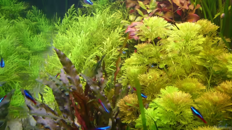 Pflanzen im Aquarium Naturaquarium von Nico (30)