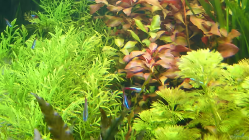 Pflanzen im Aquarium Naturaquarium von Nico (31)