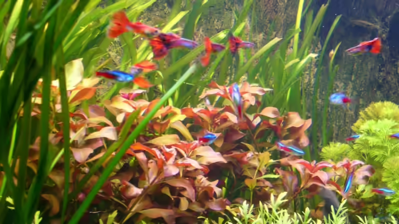 Pflanzen im Aquarium Naturaquarium von Nico (32)