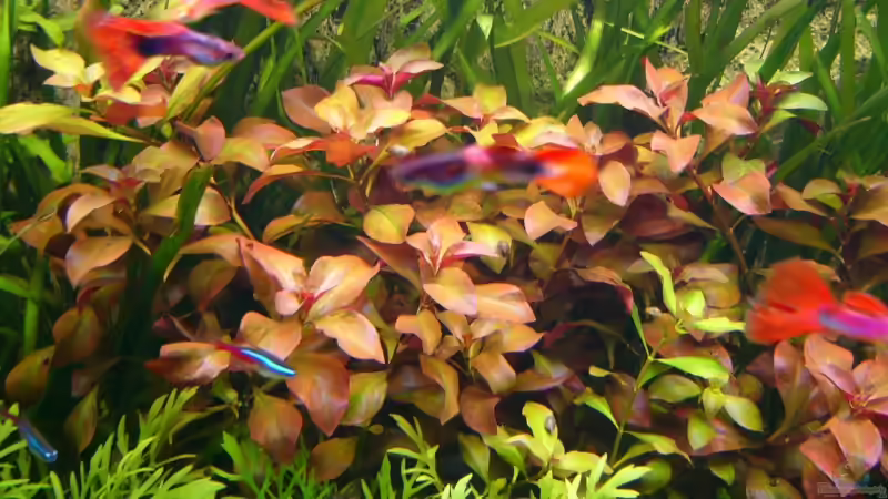 Pflanzen im Aquarium Naturaquarium von Nico (33)