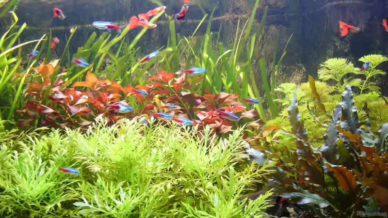 Pflanzen im Aquarium Naturaquarium von Nico (36)