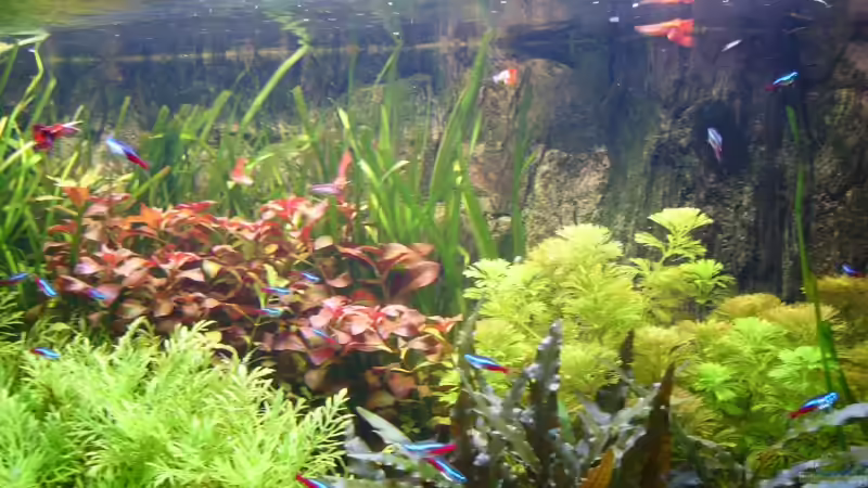 Pflanzen im Aquarium Naturaquarium von Nico (37)
