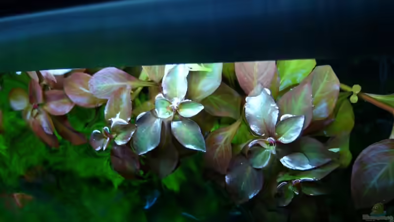 Pflanzen im Aquarium Naturaquarium von Nico (38)