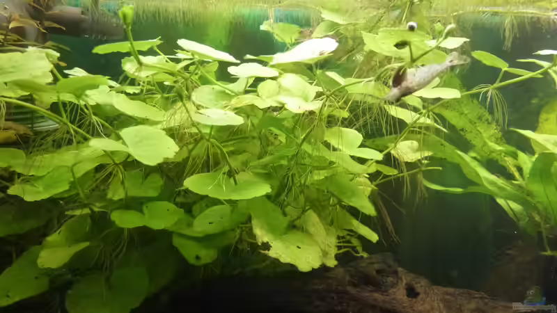 Pflanzen im Aquarium Natureland von Jessi & Daniel (5)