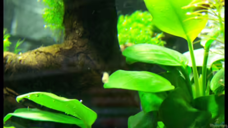 Pflanzen im Aquarium NC10-01 von Tamura (4)