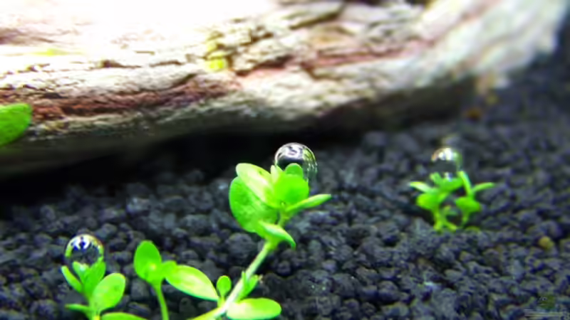 Pflanzen im Aquarium NC20-01 von Tamura (10)