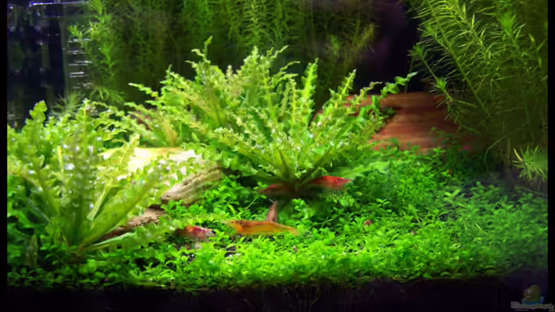 Pflanzen im Aquarium NC20-01 von Tamura (6)