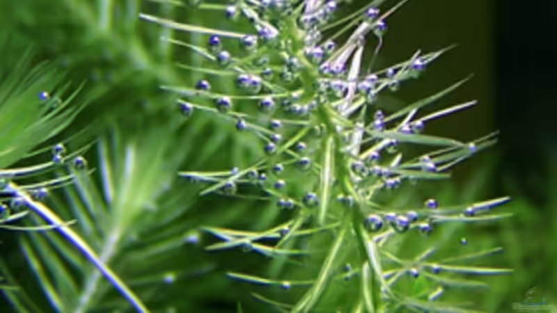 Pflanzen im Aquarium NC20-01 von Tamura (9)