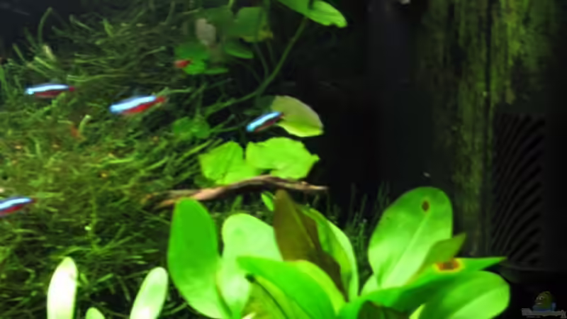 Pflanzen im Aquarium Nelchen - Mischbecken von gestresster (Sven) (5)