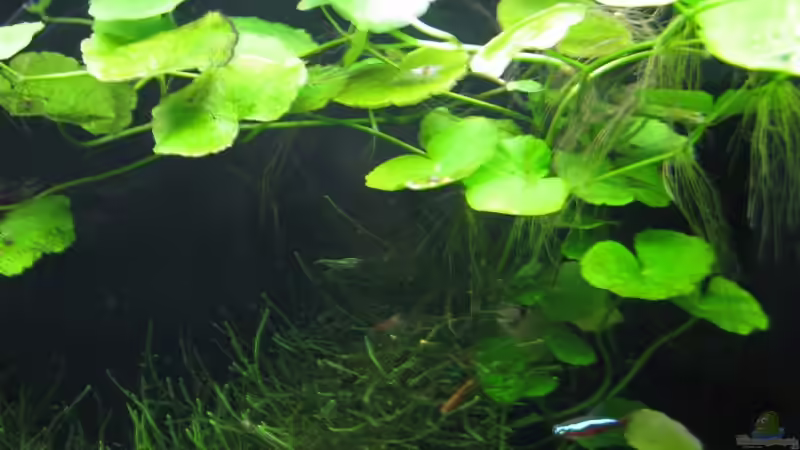 Pflanzen im Aquarium Nelchen - Mischbecken von gestresster (Sven) (8)
