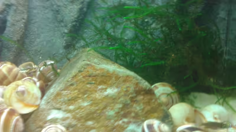 Pflanzen im Aquarium Neolamprologus multifasciatus Artbecken von Julien Preuß (2)