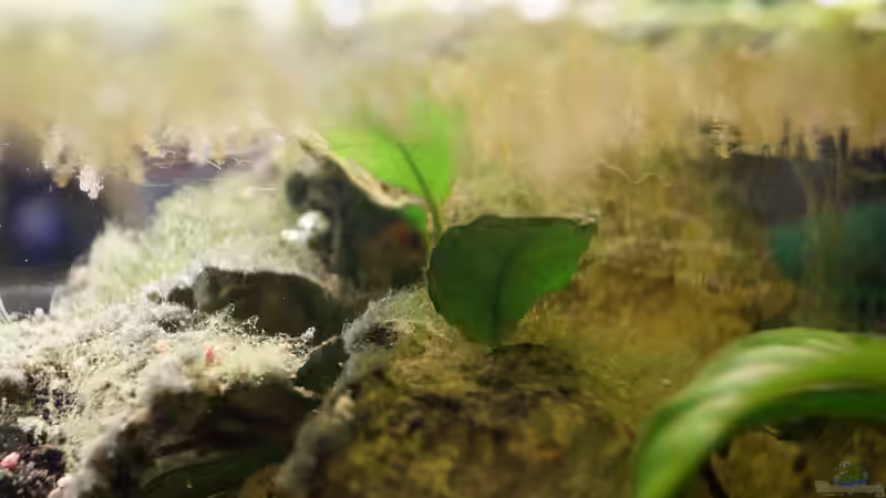 Pflanzen im Aquarium Neolamprologus Multifasciatus von Raphi (6)