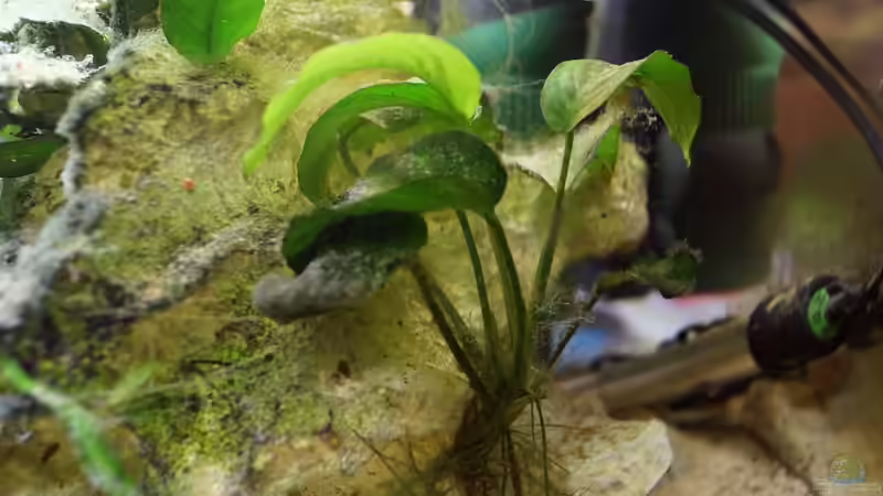 Pflanzen im Aquarium Neolamprologus Multifasciatus von Raphi (7)