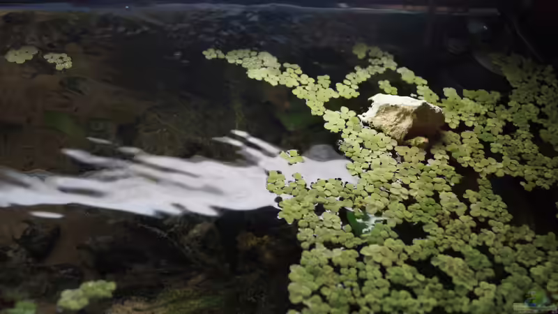 Pflanzen im Aquarium Neolamprologus Multifasciatus von Raphi (9)