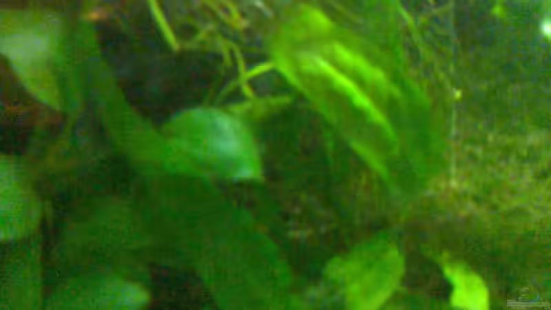 Pflanzen im Aquarium Neon`s allein Zuhaus von Adi (6)