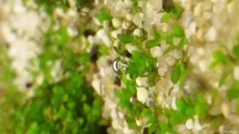 Pflanzen im Aquarium Neuanfang von goldfisch83 (2)