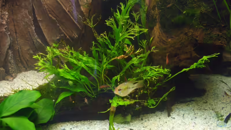 Pflanzen im Aquarium Neueinrichtung nach Umzug von Randsteinwetzer (10)