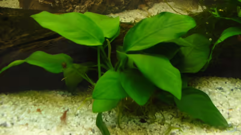 Pflanzen im Aquarium Neueinrichtung nach Umzug von Randsteinwetzer (5)