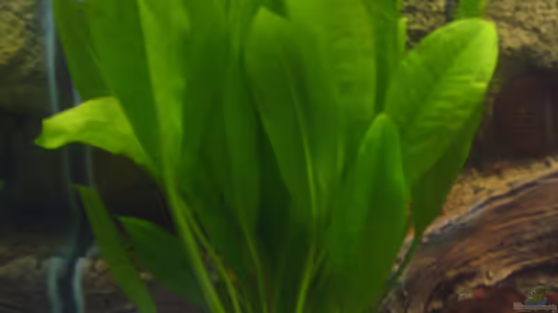 Pflanzen im Aquarium Neueinrichtung nach Umzug von Randsteinwetzer (7)