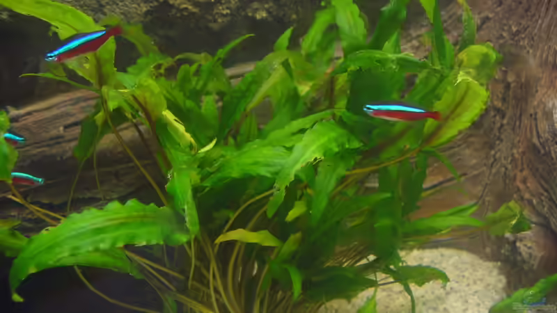 Pflanzen im Aquarium Neueinrichtung nach Umzug von Randsteinwetzer (8)