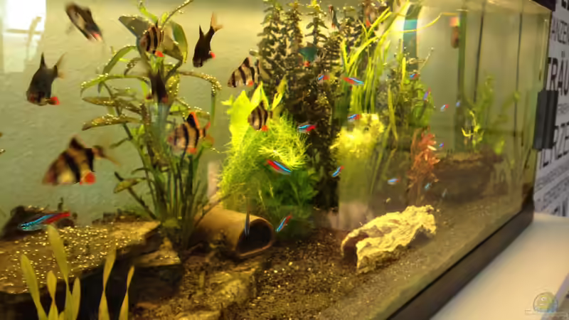 Pflanzen im Aquarium Neues Becken von Andree84 (19)