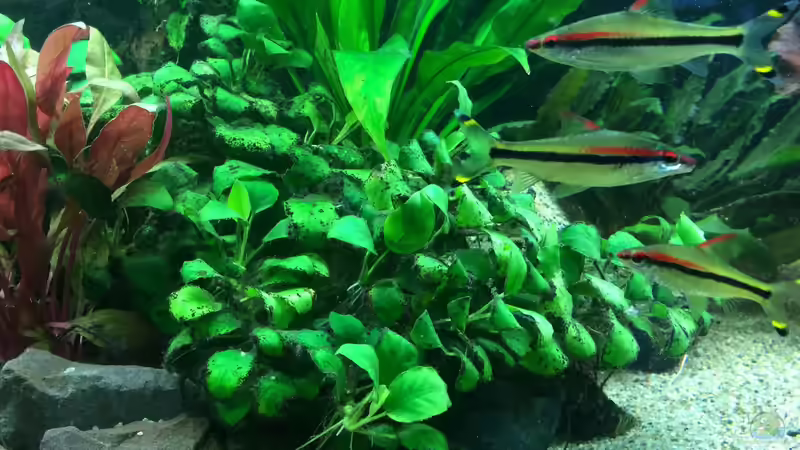 Pflanzen im Aquarium Neues Design von X-Rayminator (6)