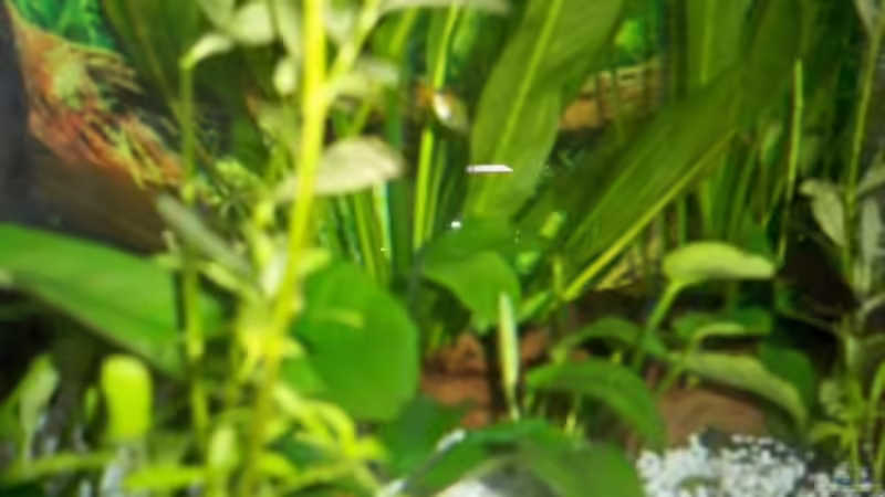 Pflanzen im Aquarium New von Pätti (7)