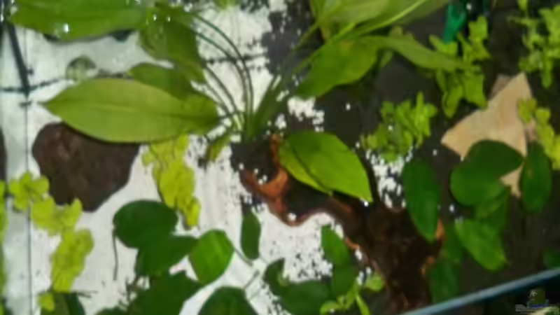 Pflanzen im Aquarium New von Pätti (8)