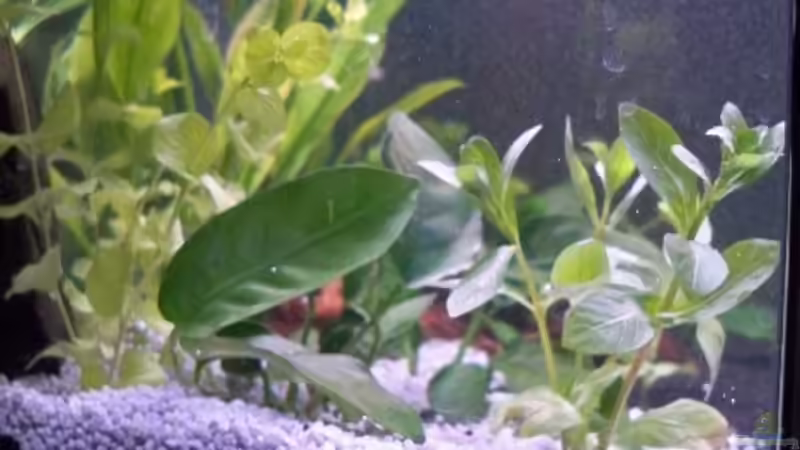 Pflanzen im Aquarium New von Pätti (9)