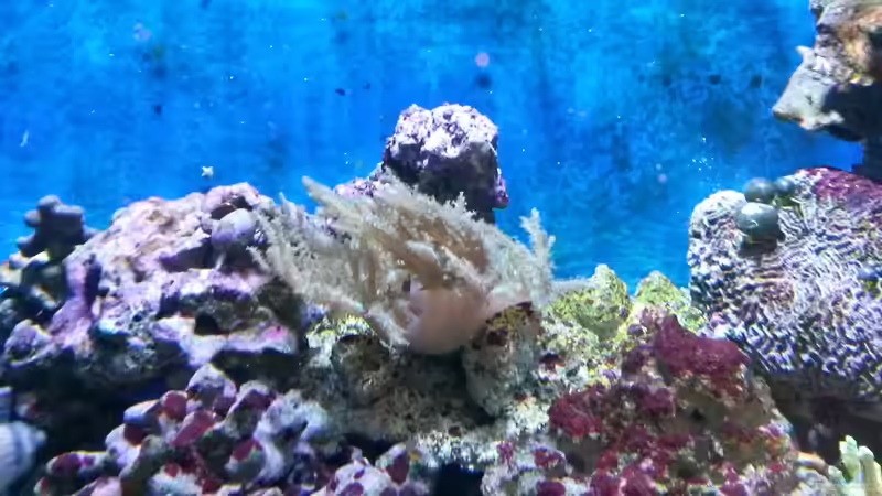 Pflanzen im Aquarium NewHomeForDoc von Wiege (14)