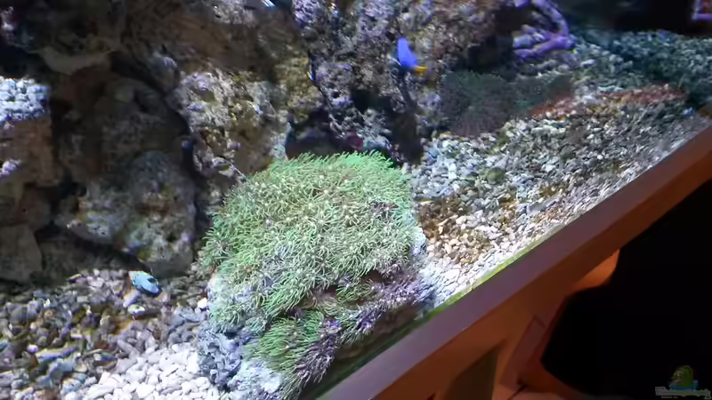 Pflanzen im Aquarium NewHomeForDoc von Wiege (15)