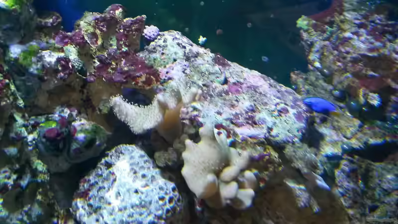 Pflanzen im Aquarium NewHomeForDoc von Wiege (16)