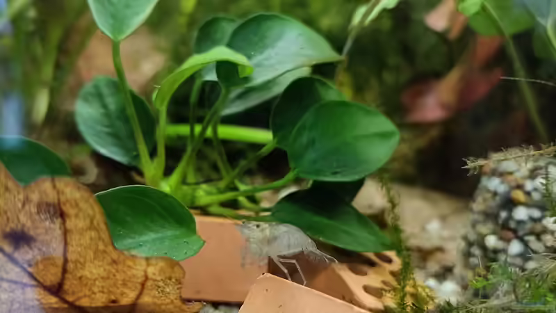 Pflanzen im Aquarium Niephauser Bachtal von Hamstermaus (2)