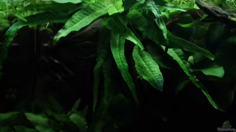 Pflanzen im Aquarium northern territory von die Perle... (25)