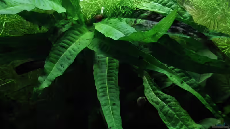 Pflanzen im Aquarium northern territory von die Perle... (28)