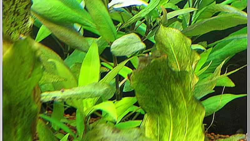 Pflanzen im Aquarium Notriopis Chrosomus nur noch als Beispiel von Christian Zwick (10)