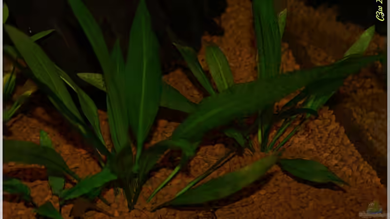 Pflanzen im Aquarium Notriopis Chrosomus nur noch als Beispiel von Christian Zwick (11)