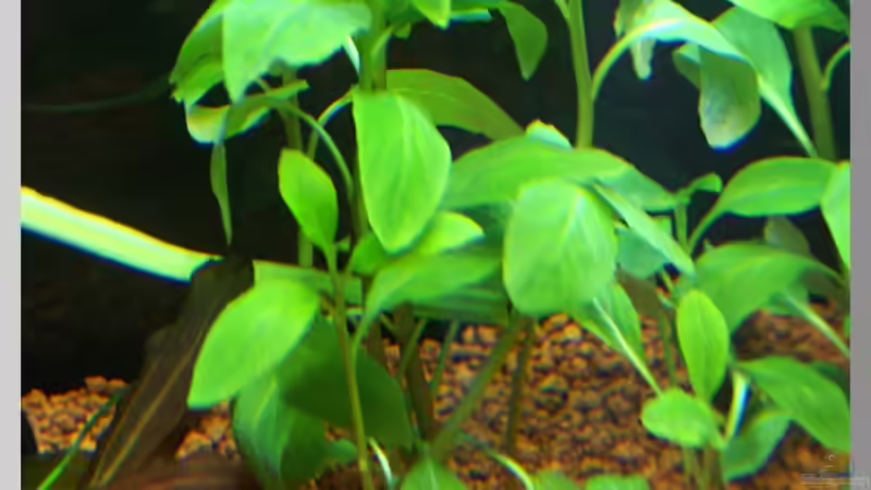 Pflanzen im Aquarium Notriopis Chrosomus nur noch als Beispiel von Christian Zwick (12)