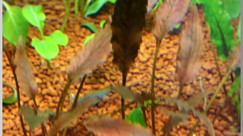 Pflanzen im Aquarium Notriopis Chrosomus nur noch als Beispiel von Christian Zwick (13)