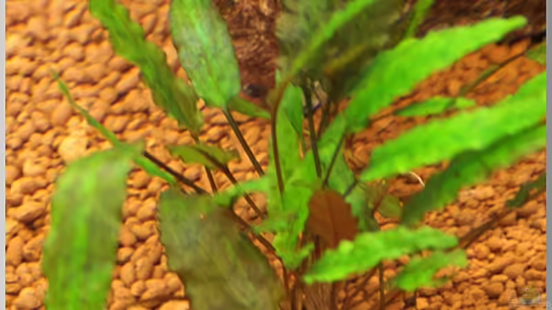 Pflanzen im Aquarium Notriopis Chrosomus nur noch als Beispiel von Christian Zwick (14)