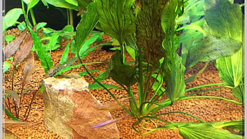 Pflanzen im Aquarium Notriopis Chrosomus nur noch als Beispiel von Christian Zwick (15)