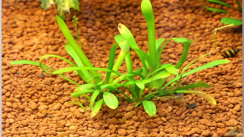 Pflanzen im Aquarium Notriopis Chrosomus nur noch als Beispiel von Christian Zwick (9)