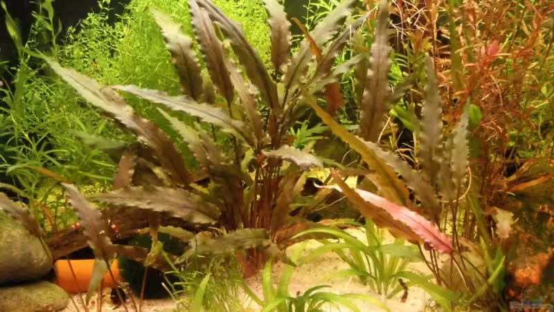 Pflanzen im Aquarium Nr.1 von Susanne Kruse (10)